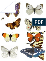 Kartice sa slikama vrsta insekata 1. deo