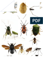 Kartice sa slikama insekata 3. deo
