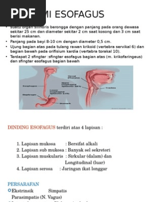 Anatomi Esofagus