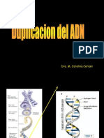 Duplicacion Del DNA 2012