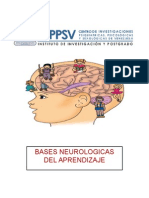 Bases Neurologicas Del Aprendizaje Johana Rangel