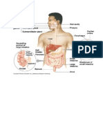 Phsyiology of Digestive System