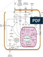 Gene Regulation