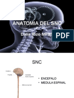 Anatomia Del SNC