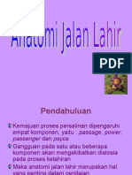 Anatomi Jalan Lahir