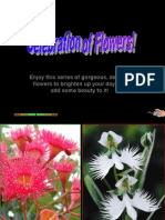 Rare Flowers HRD