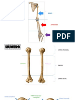 Hhuesos Humanos PDF