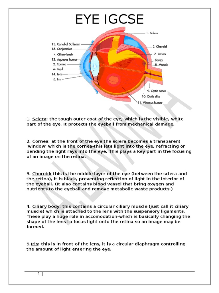 Parts Of The Eye And Their Functions