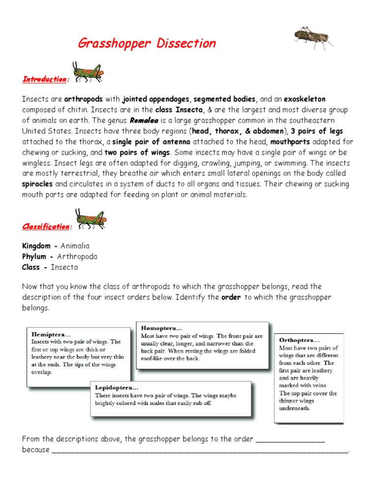 maycintadamayantixibb-grasshopper-dissection-lab-worksheet-answer-key