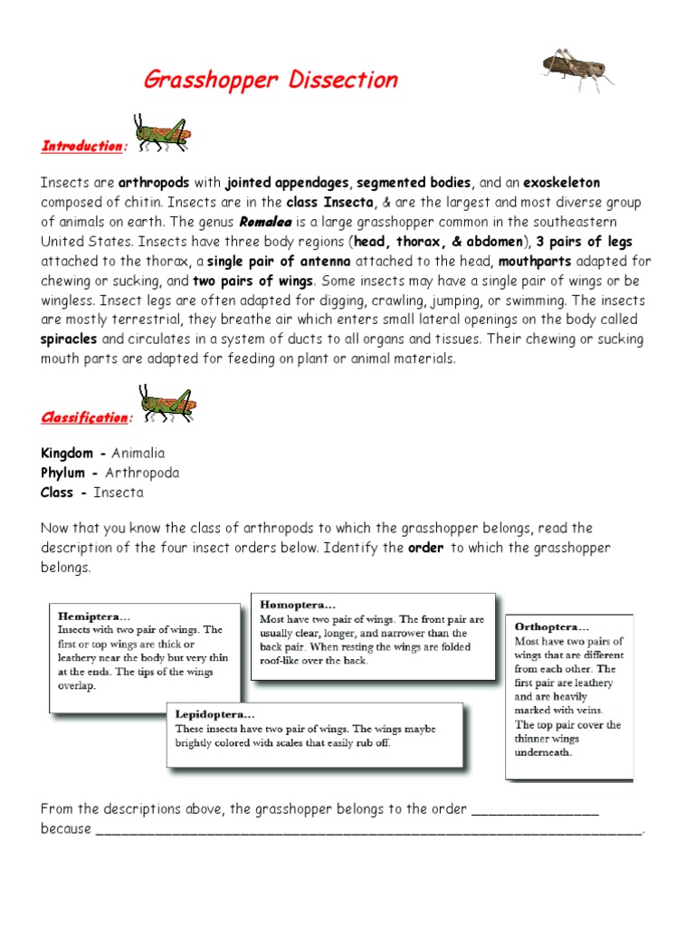 maycintadamayantixibb: Grasshopper Dissection Lab Worksheet Answer Key