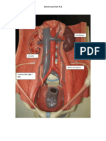 Arteries and Veins PT 2