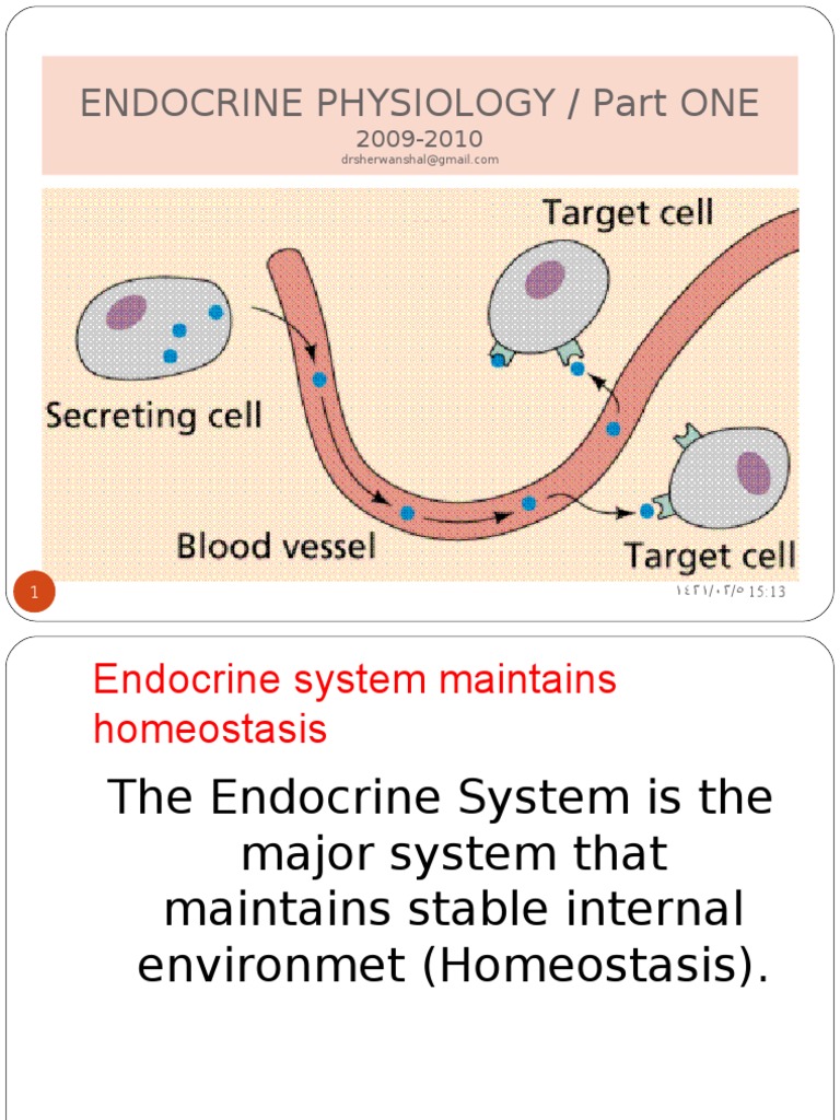 Endocrine Physiology | Hormone | Endocrine System