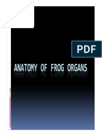 Frog Organ Anatomy Guide