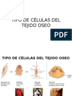 Tipo de Células, Formación de Hueso Del Tejido Oseo