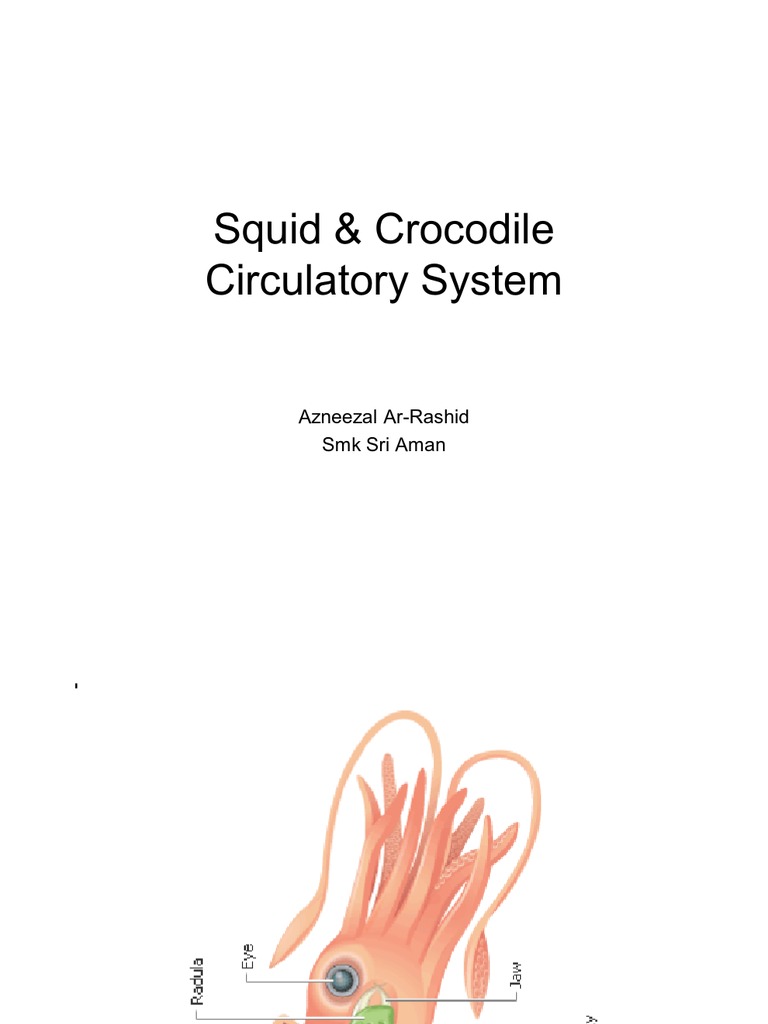 Squid and Crocodile Circulatory System