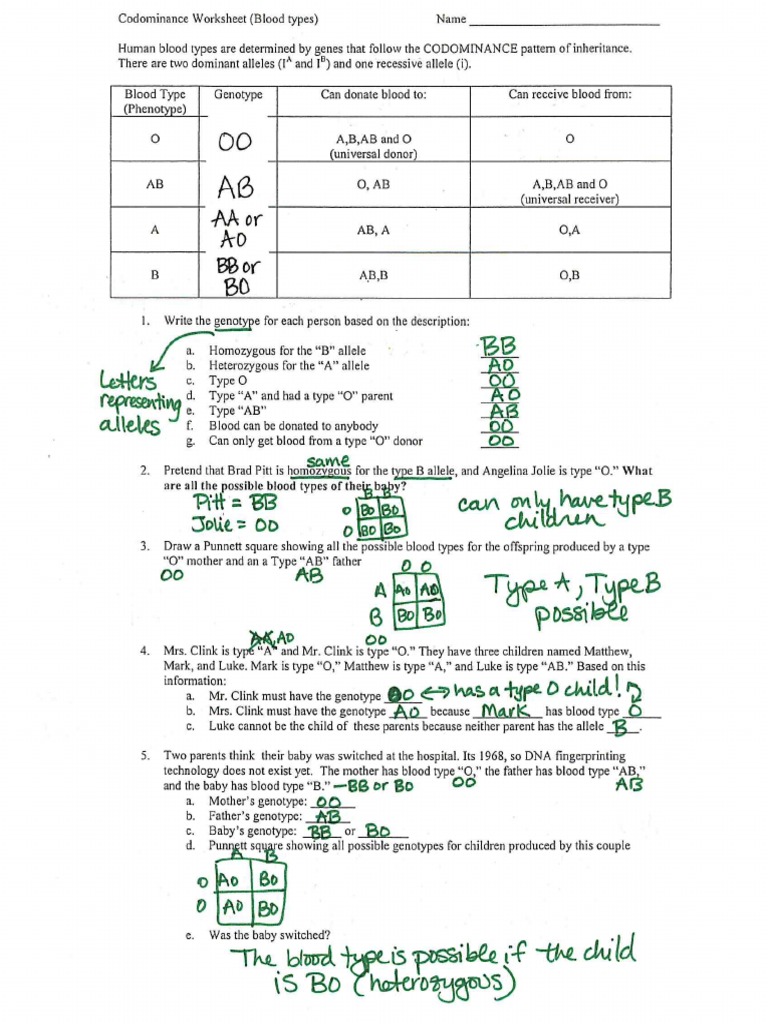 Blood Typing Homework  PDF Inside Codominance Worksheet  Blood Types