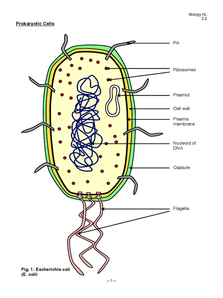 IB Biology Notes Prokaryotic Cells | Prokaryote | Cell ...
