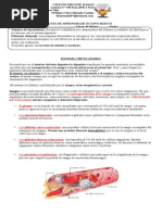 Guía de Aprendizaje Octavo Básico Sistema Circulatorio