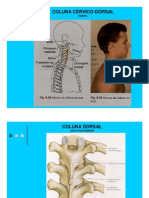 2010.03.03..AULA17.18.FATEC.ANATOMIA RADIOLÓGICA DA COLUNA DORSAL