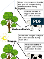 Oxygen-Carbon Dioxide Cycle