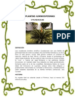 Las Plantas Gimnospermas