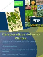 Reino Plantae 11