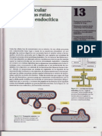 P3-C13 - Tráfico Vesicular Mediante Las Rutas Secretora y Endocítica