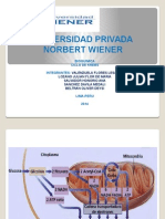 Ciclo de Krebs - Bioquimica