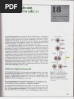 P3-C18 - Los Mecanismos de La División Celular