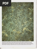 P4-C22 - Células Diferenciadas y Conservación de Los Tejidos