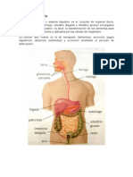 Aparato Digestivo