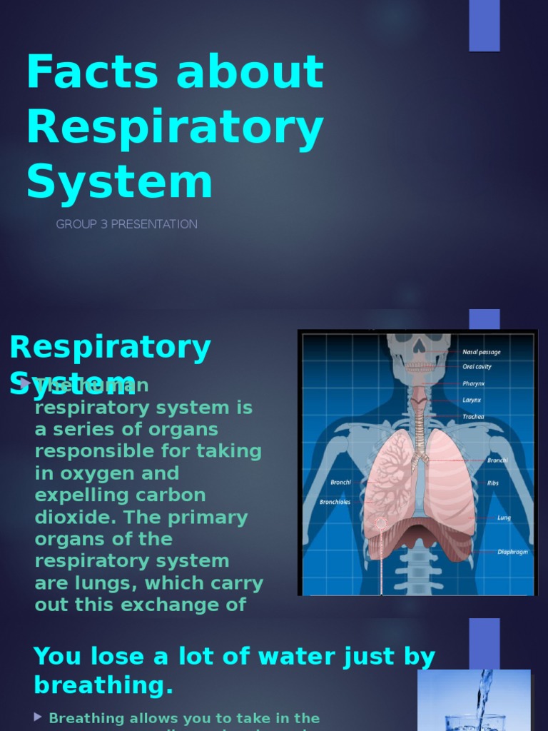 Facts About Respiratory System | Respiratory System | Breathing
