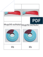 3 Part Cards - Ochiul