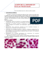 Observación mitosis células vegetales