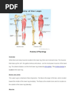 Muscles and Bones for Kicking a Ball | PDF | Human Leg | Anatomical ...