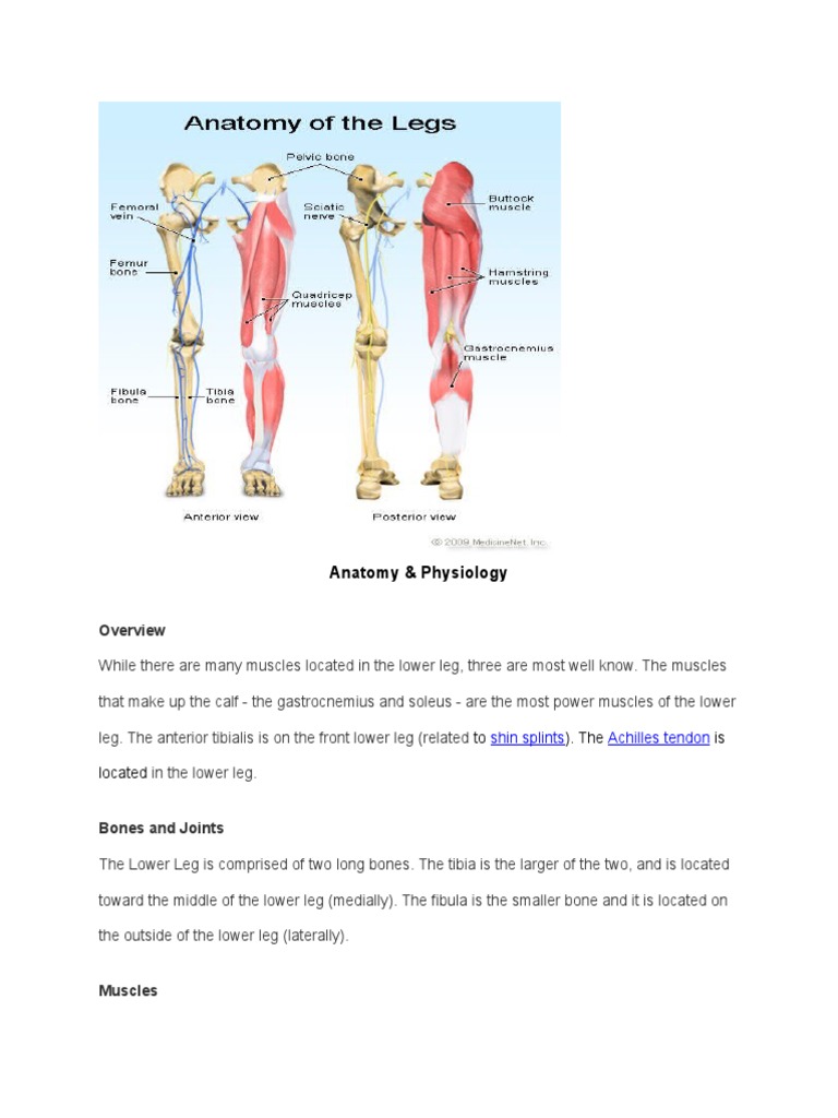 Lower Leg Anatomy and Muscle Functions | PDF