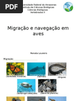 Migração e Navegação Em Aves