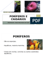 Apresentação - Poríferos e Cnidários