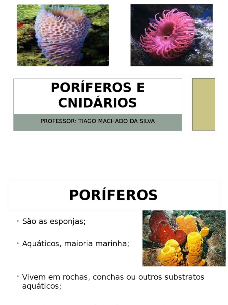 Apresentação - Poríferos e Cnidários | PDF