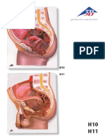 Human Pelvis, Male