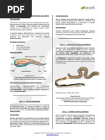207_Cordados_-_Resumo