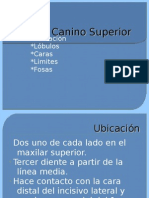 Canino Superior