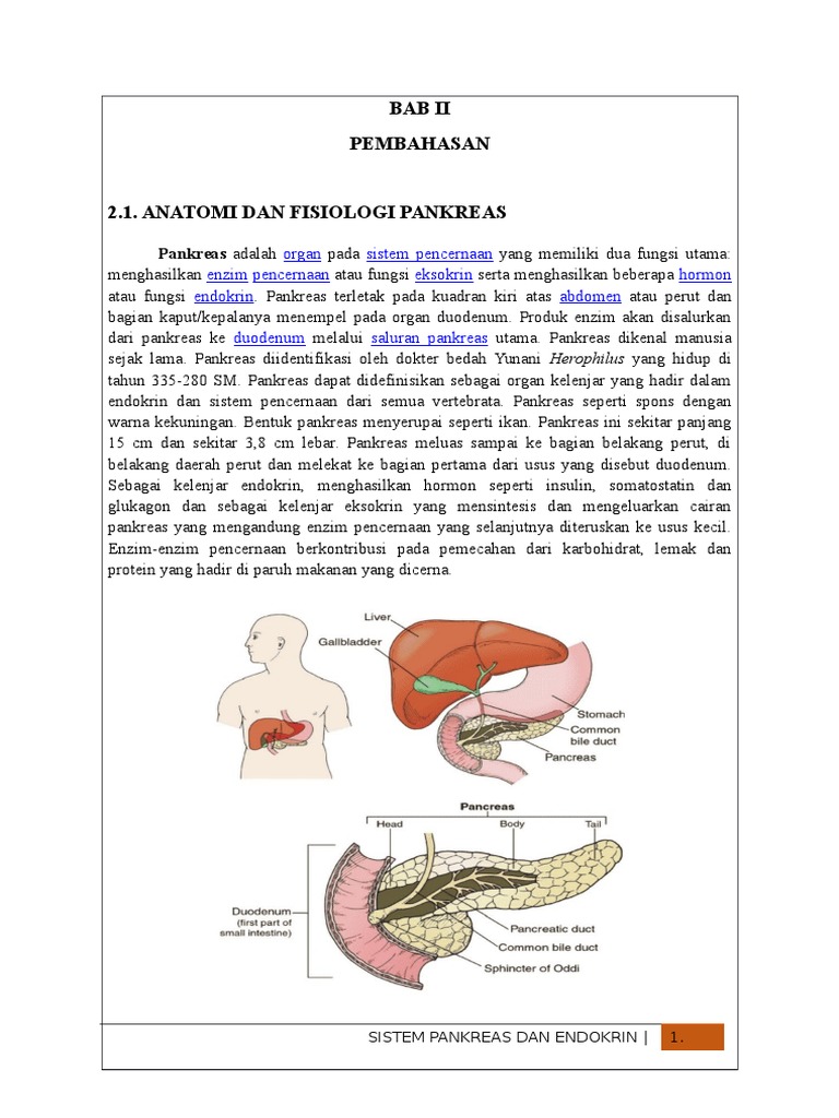 ANATOMI DAN FISIOLOGI PANKREAS ANATOMI DAN FISIOLOGI PANKREAS