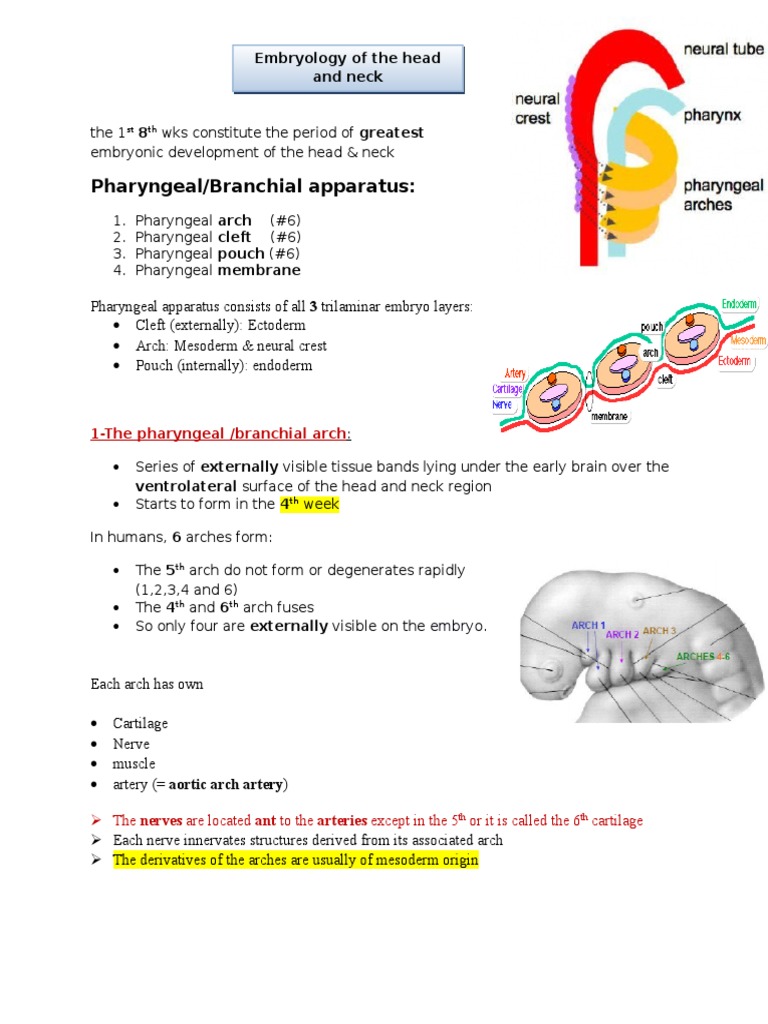 Embryology of The Head and Neck | PDF | Aorta | Larynx