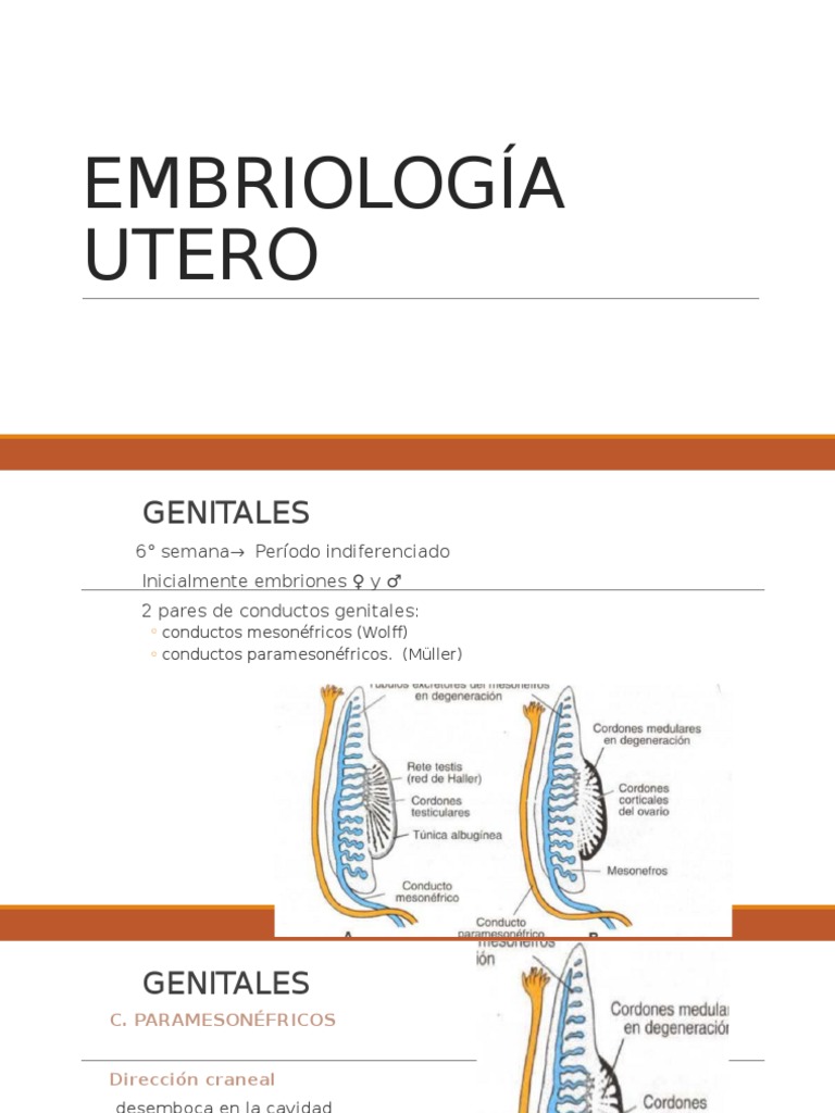 Embriología Utero | PDF