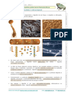 Digestao Extracorporal Netexplica