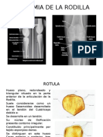 Anatomia de La Rodilla