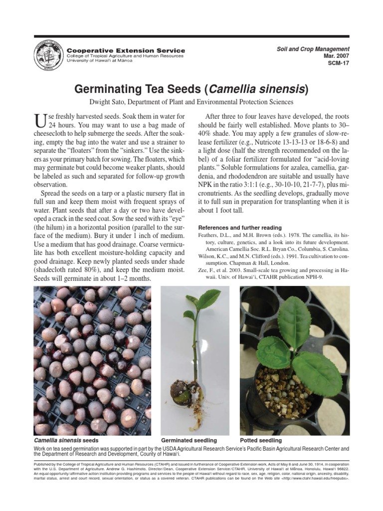 Tea Seed Germination Guide | PDF