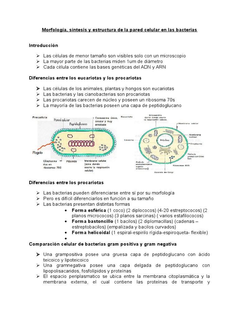 Morfología y estructura de la pared celular bacteriana | PDF ...