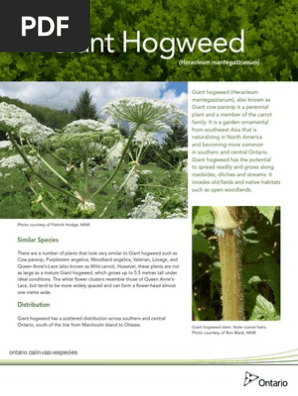 Giant Hogweed Fact Sheet